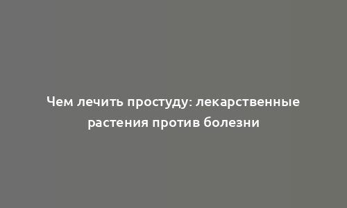 Чем лечить простуду: лекарственные растения против болезни