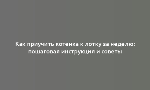 Как приучить котёнка к лотку за неделю: пошаговая инструкция и советы