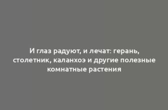 И глаз радуют, и лечат: герань, столетник, каланхоэ и другие полезные комнатные растения