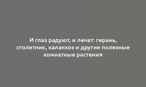 И глаз радуют, и лечат: герань, столетник, каланхоэ и другие полезные комнатные растения