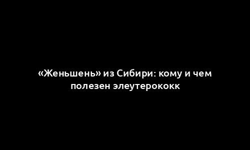 «Женьшень» из Сибири: кому и чем полезен элеутерококк
