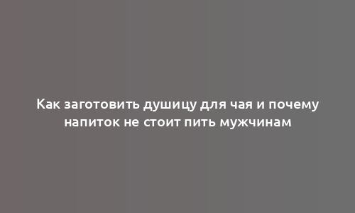 Как заготовить душицу для чая и почему напиток не стоит пить мужчинам